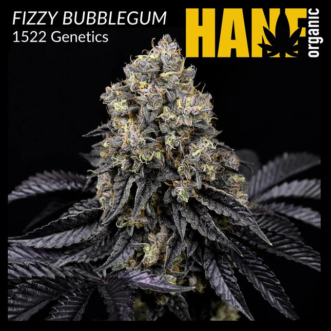 FIZZY BUBBLEGUM 1522 Genetics