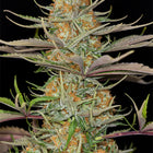 Sweet Deep Grapefruit feminisierte Hanfsamen von Dinafem – 10 Samen