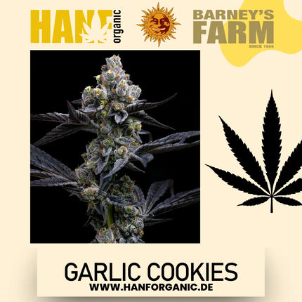 Garlic Cookies - Barneys Farm - Fem