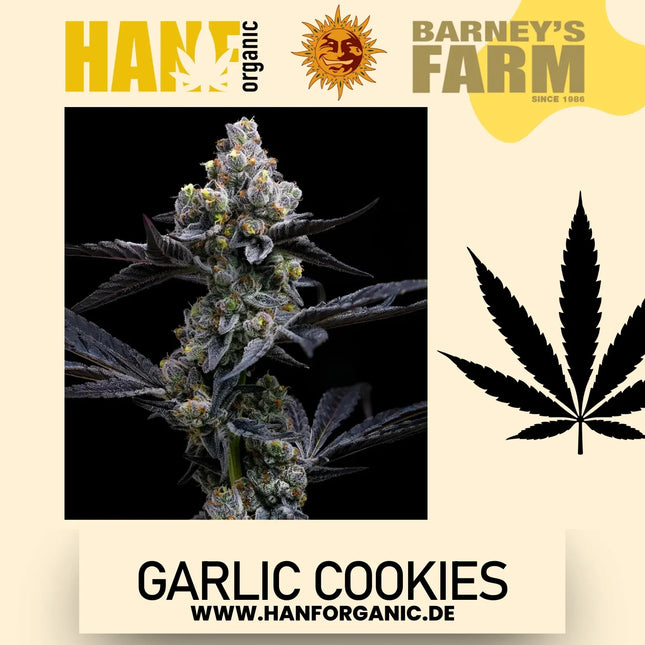 Garlic Cookies - Barneys Farm - Fem