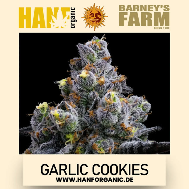Garlic Cookies - Barneys Farm - Fem