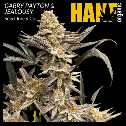 Gary Payton & Jealousy Hanfstecklinge