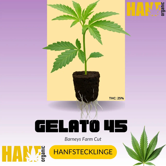Gelato 45 Hanfstecklinge