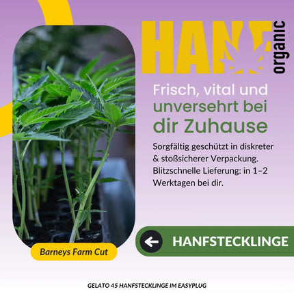 Gelato 45 Hanfstecklinge