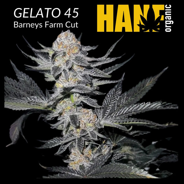 Gelato 45 Hanfstecklinge
