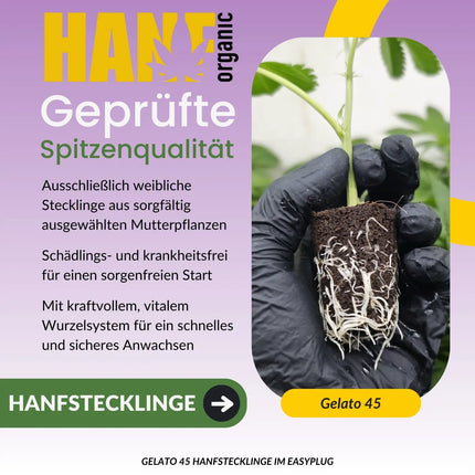 Gelato 45 Hanfstecklinge