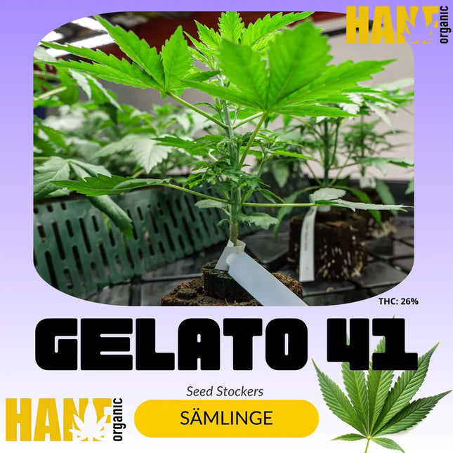 Seedstockers
Eltern: Sunset Sherbet × Thin Mint Girl Scout Cookies