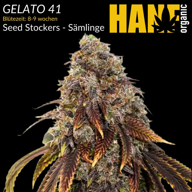 Gelato 41 Sämlinge