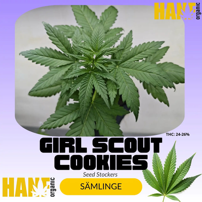 Girl Scout Cookies – Sämlinge von Hanf Organic