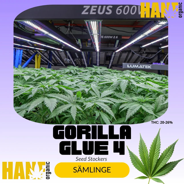 Gorilla Glue 4 – Sämlinge von Hanf Organic