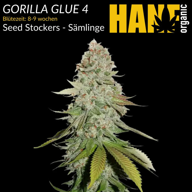 Gorilla Glue 4 – Sämlinge von Hanf Organic