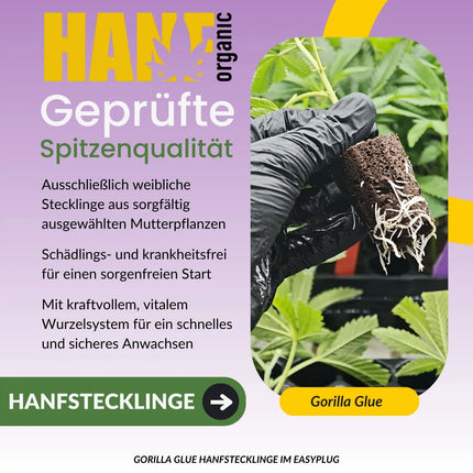 Gorilla Glue No.4 Hanfstecklinge