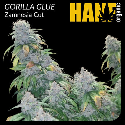 Gorilla Glue No.4 Hanfstecklinge