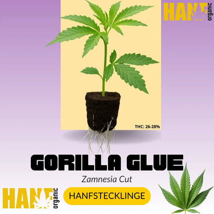 Gorilla Glue No.4 Hanfstecklinge
