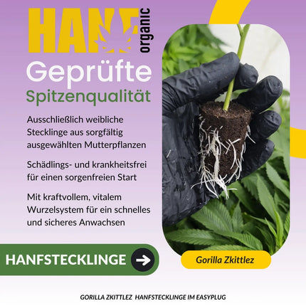 Gorilla Zkittlez Hanfstecklinge