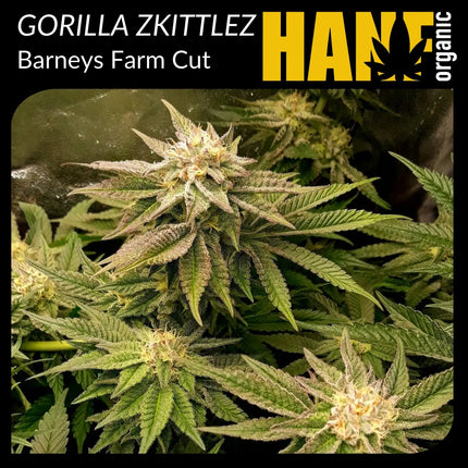 Gorilla Zkittlez Hanfstecklinge