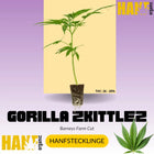 Gorilla Zkittlez Hanfstecklinge