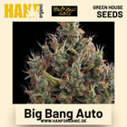 Big Bang Auto Hanfsamen von Green House Seeds