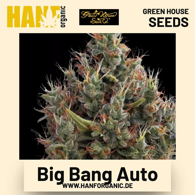 Big Bang Auto Hanfsamen von Green House Seeds