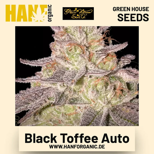 Black Toffee Auto Hanfsamen von Green House Seeds
