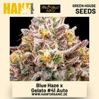 Blue Haze x Gelato 41 Auto Hanfsamen von Green House Seeds