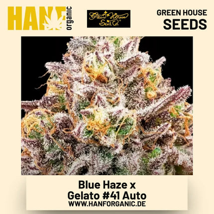 Blue Haze x Gelato 41 Auto Hanfsamen von Green House Seeds