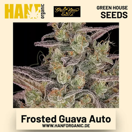 Frosted Guava Auto Hanfsamen von Green House Seeds