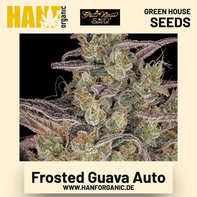 Frosted Guava Auto Hanfsamen von Green House Seeds