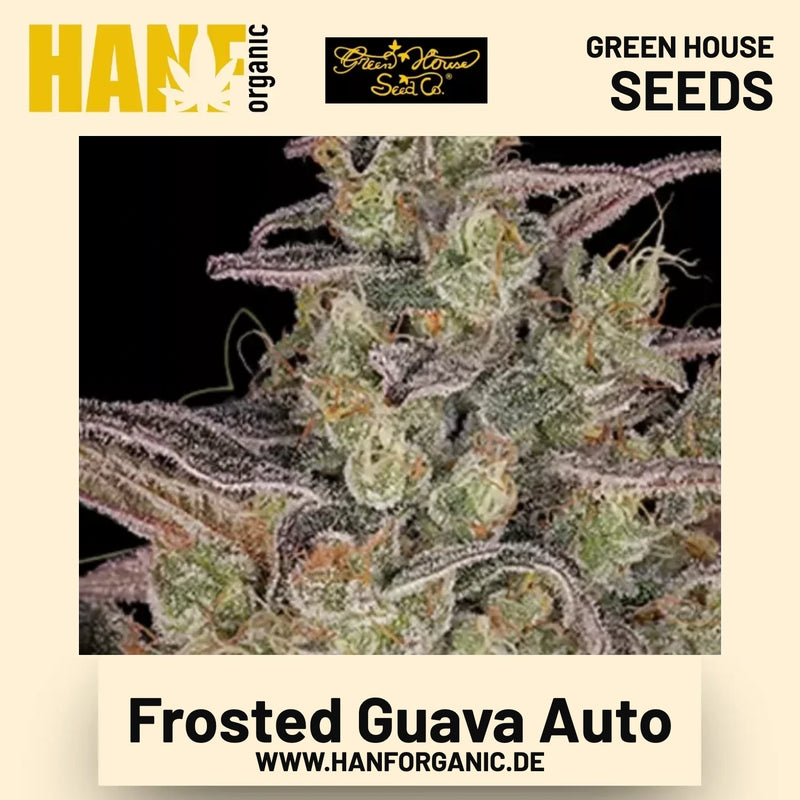 Frosted Guava Auto Hanfsamen von Green House Seeds