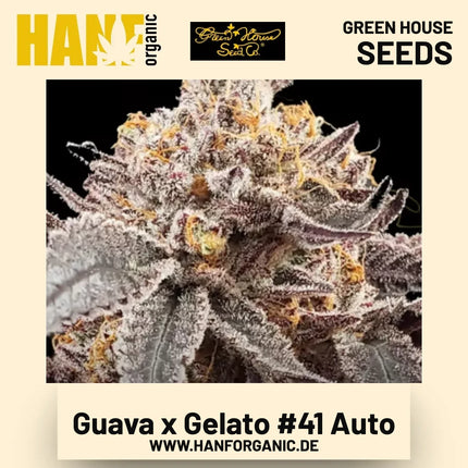 Guava x Gelato 41 Auto Hanfsamen von Green House Seeds