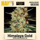 Himalaya Gold Hanfsamen von Green House Seeds