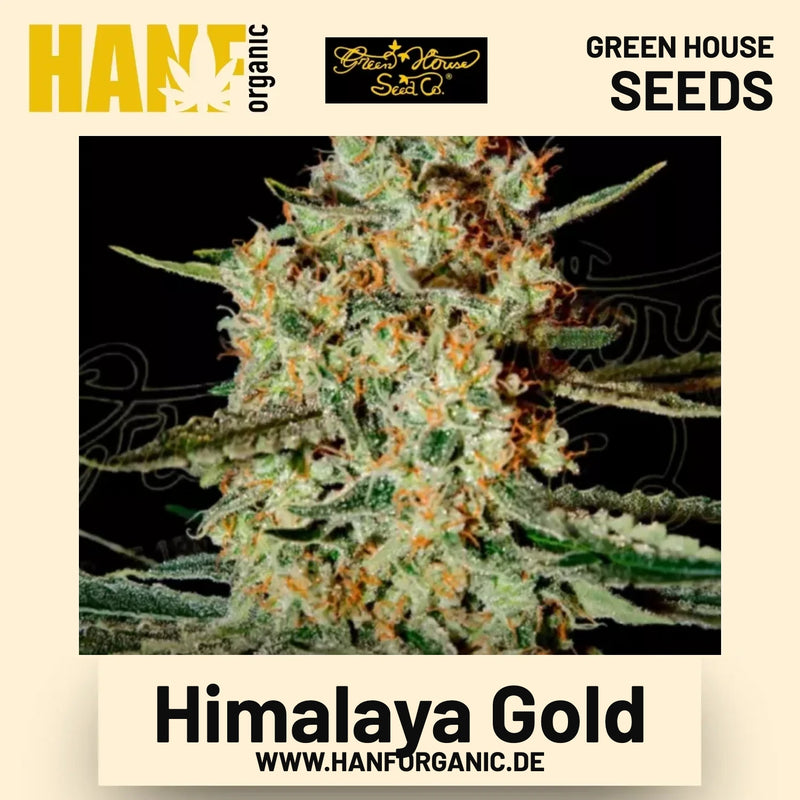Himalaya Gold Hanfsamen von Green House Seeds