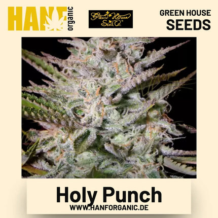Holy Punch Hanfsamen von Green House Seeds