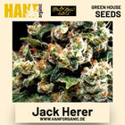Jack Herer Hanfsamen von Green House Seeds