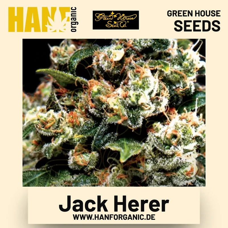 Jack Herer Hanfsamen von Green House Seeds
