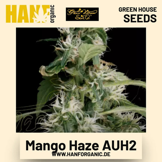 Mango Haze AUH2 Hanfsamen von Green House Seeds