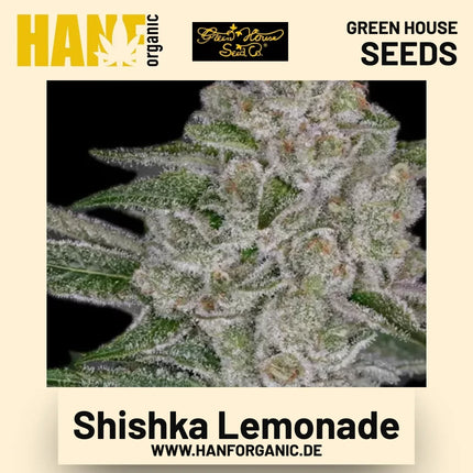 Shishka Lemonade Hanfsamen von Green House Seeds