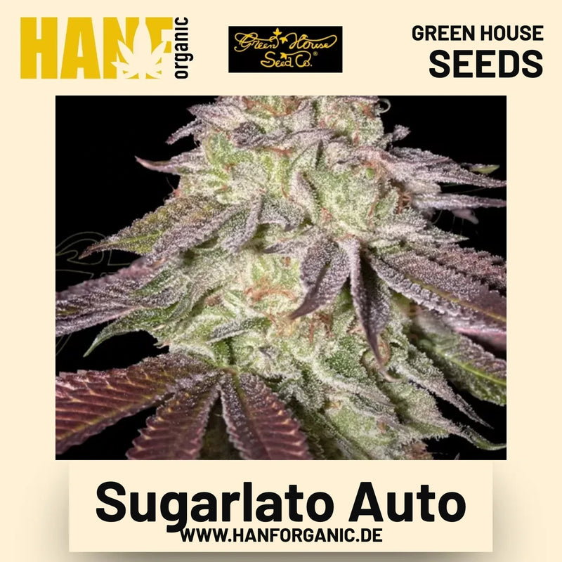 Sugarlato Auto Hanfsamen von Green House Seeds