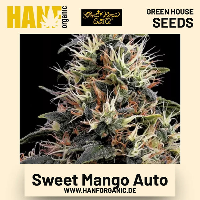 Sweet Mango Auto Hanfsamen von Green House Seeds