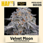 Velvet Moon Hanfsamen von Green House Seeds