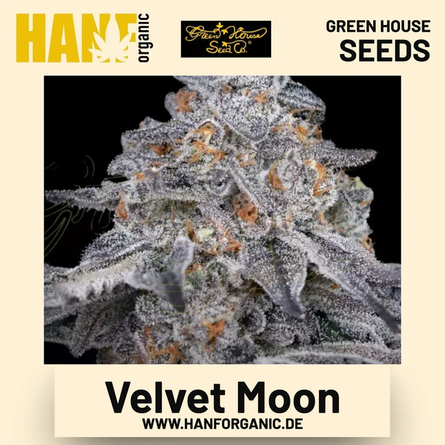 Velvet Moon Hanfsamen von Green House Seeds