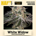 White Widow Hanfsamen von Green House Seeds