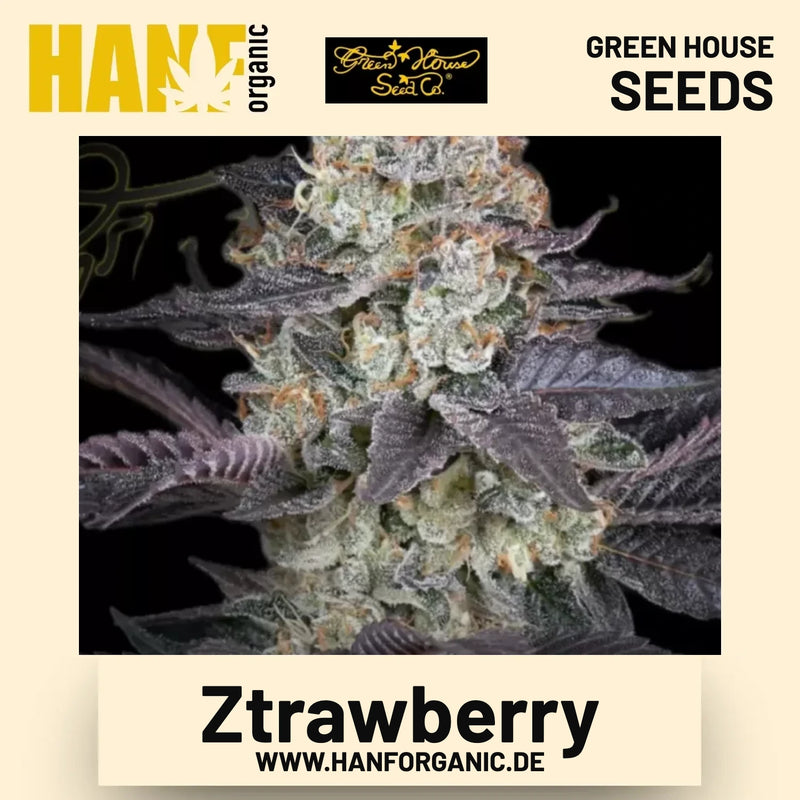 Ztrawberry Hanfsamen von Green House Seeds