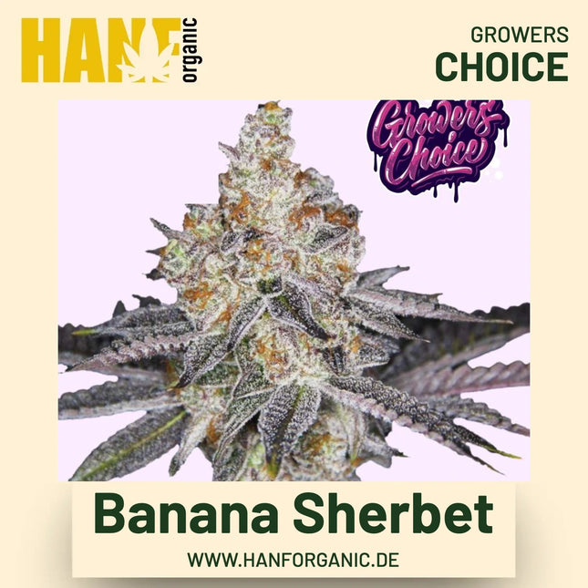 Banana Sherbet Hanfsamen von Growers Choice
