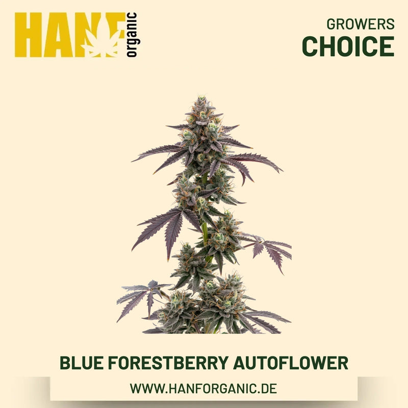 Blue Forestberry Autoflower – Autoflower-Hanfsamen von Growers Choice, 5 Samen