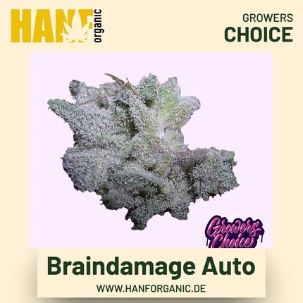 Brain Damage Autoflower Hanfsamen von Growers Choice