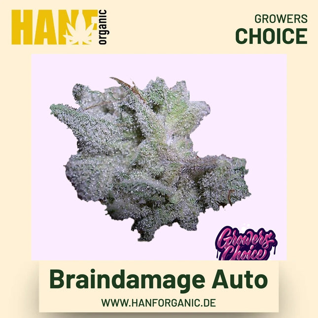 Brain Damage Autoflower Hanfsamen von Growers Choice