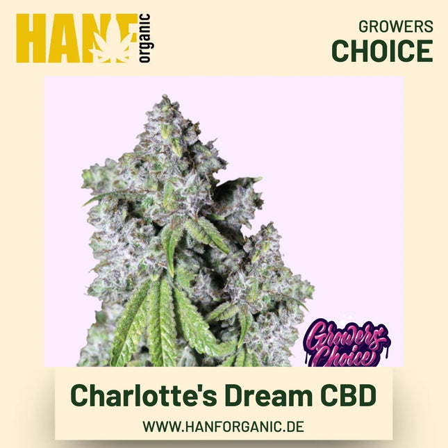 Charlotte's Dream CBD Hanfsamen von Growers Choice