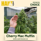 Cherry Mac Muffin Hanfsamen von Growers Choice