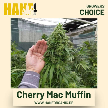 Cherry Mac Muffin Hanfsamen von Growers Choice